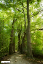 Forest in North Germany
